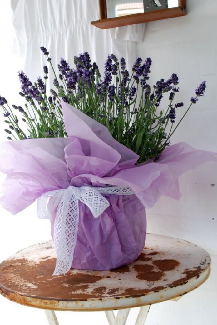 lavanda in vaso