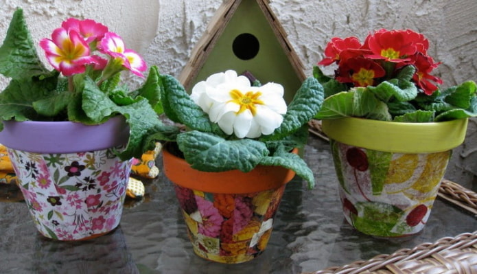 fiori in vaso