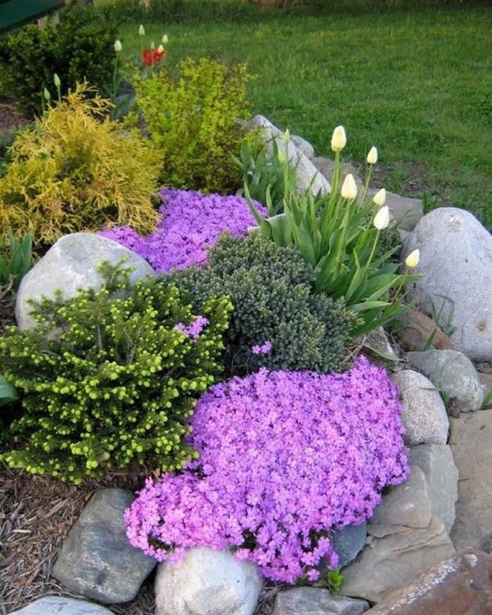 fiori per uno scivolo alpino