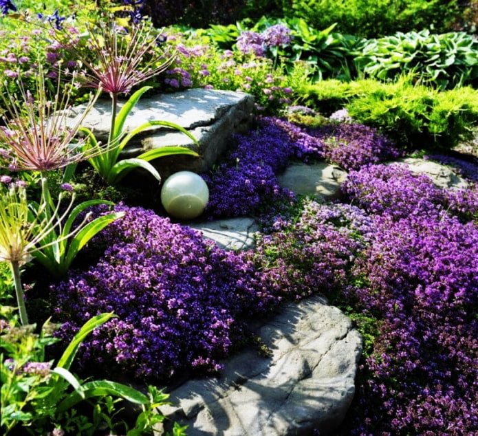 piante striscianti per giardini rocciosi