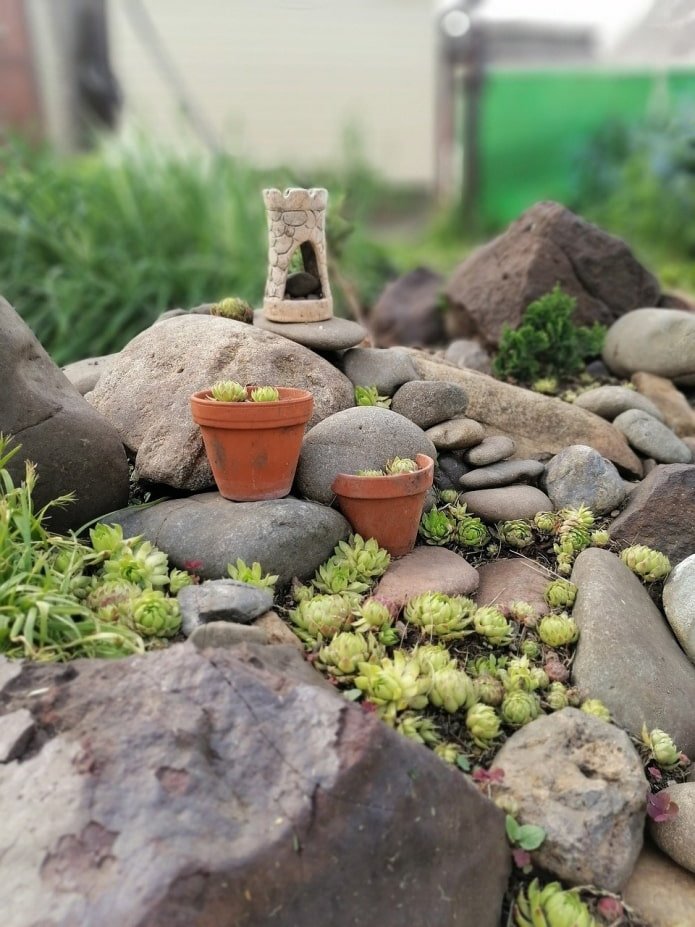 succulente in giardino