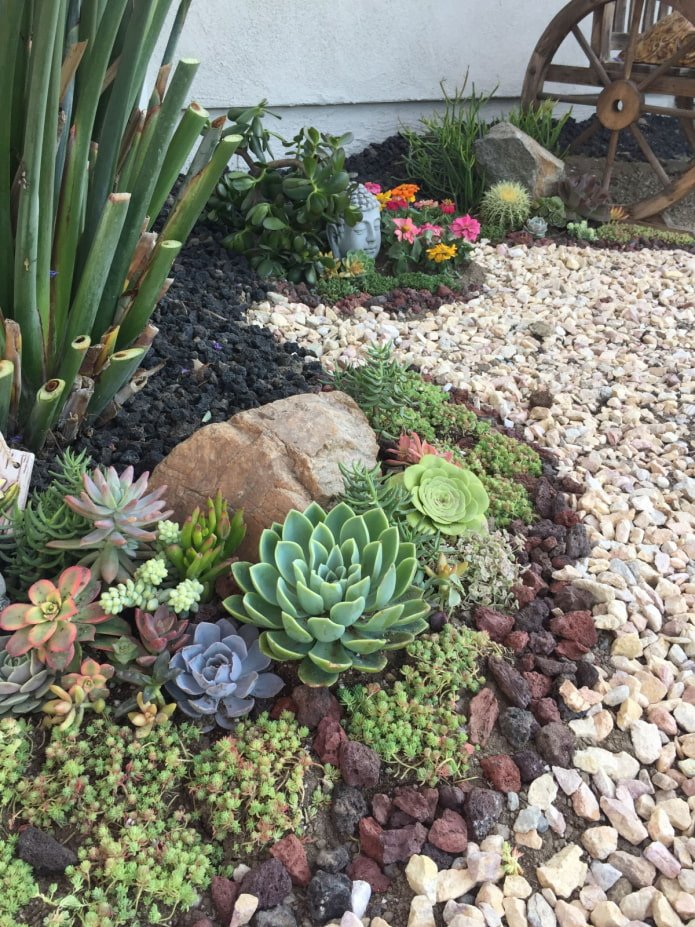 diapositiva alpina di succulente