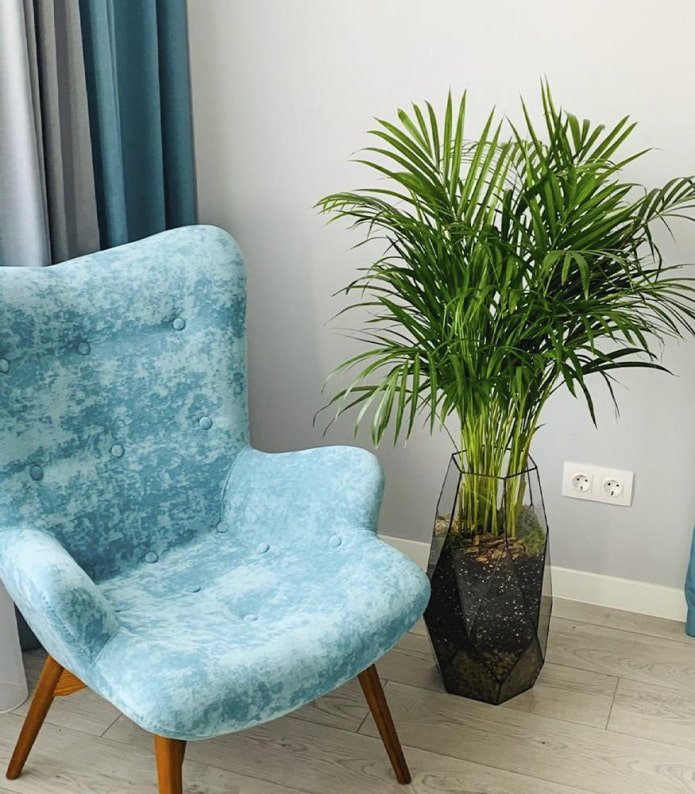 Dypsis in un elegante vaso da fiori