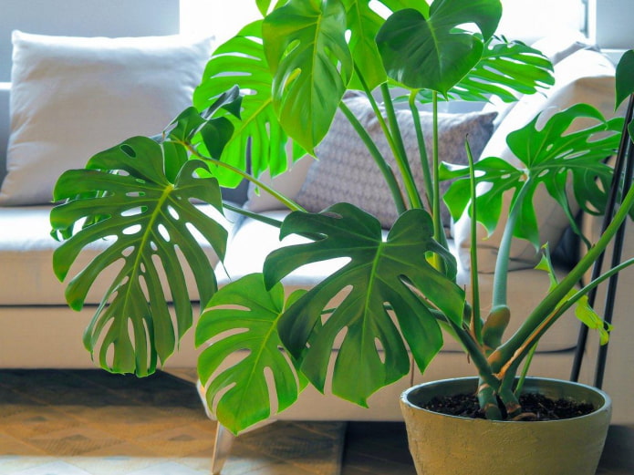 Monstera in vaso