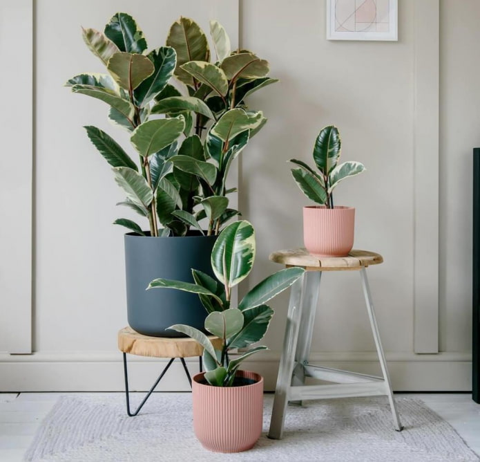 Ficus a foglie larghe in interni