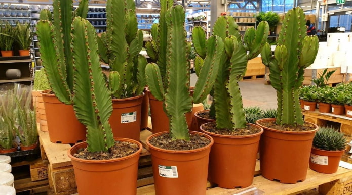 Euphorbia in vaso in un vivaio