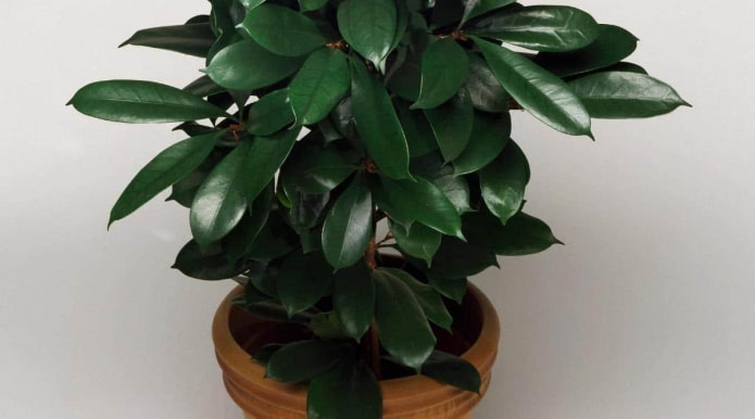 Foglie verde intenso della pianta di Ficus cyatistipula