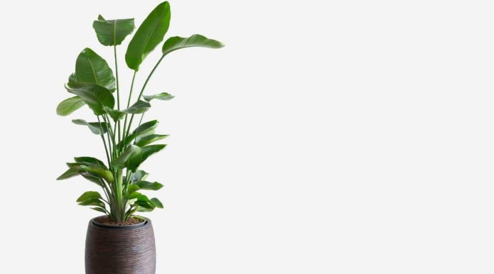Pianta di Strelitzia Alta in Vaso