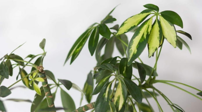 Schefflera bicolore ad albero