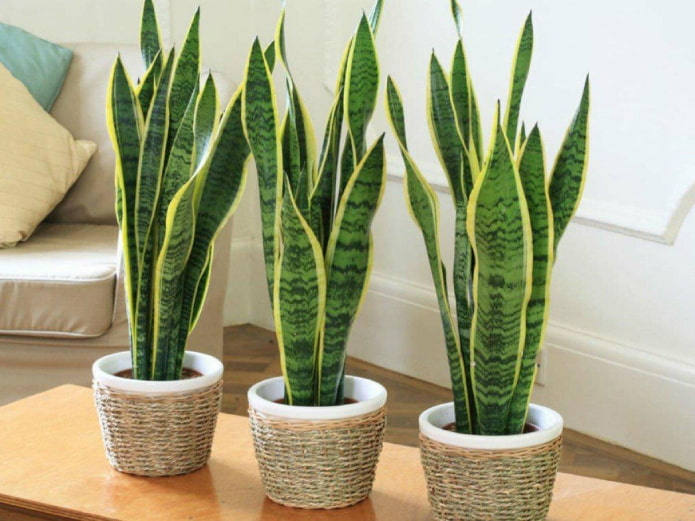 Sansevieria trifoliata in interni