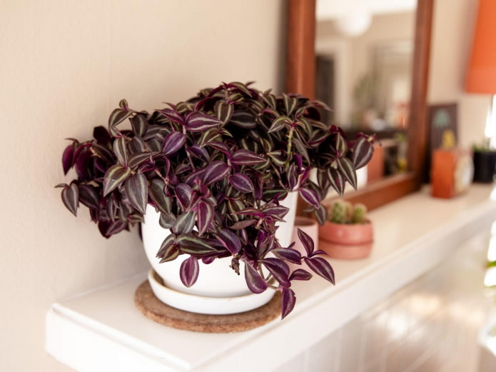 Tradescantia Zebrina Densa