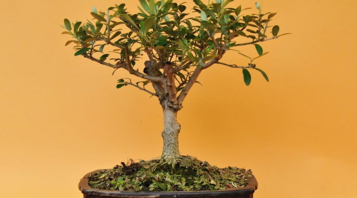 olivo europeo