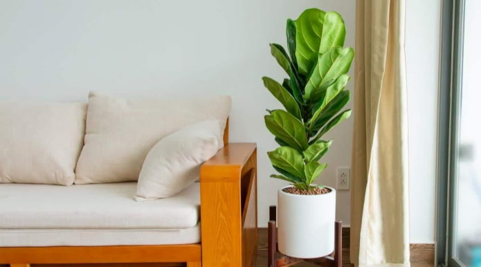 Ficus lyrata in vaso bianco