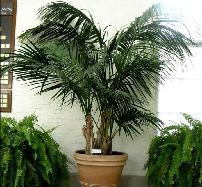 palme in vaso