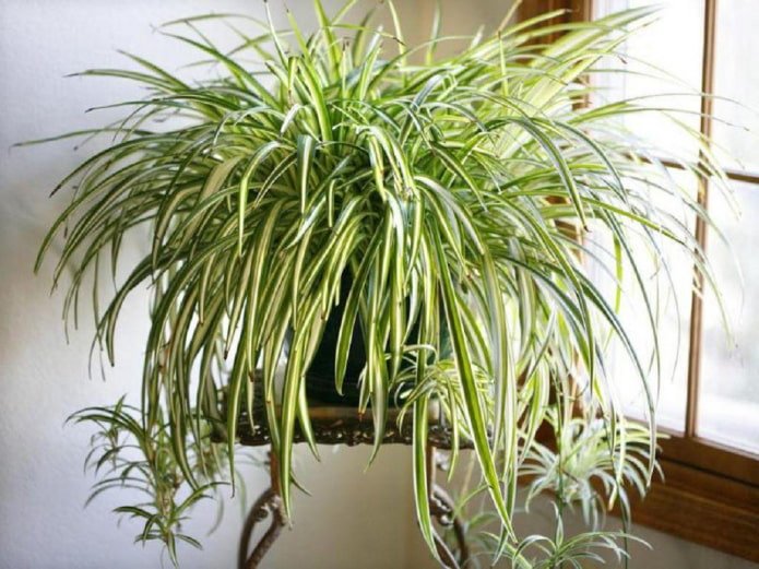 Chlorophytum in interni