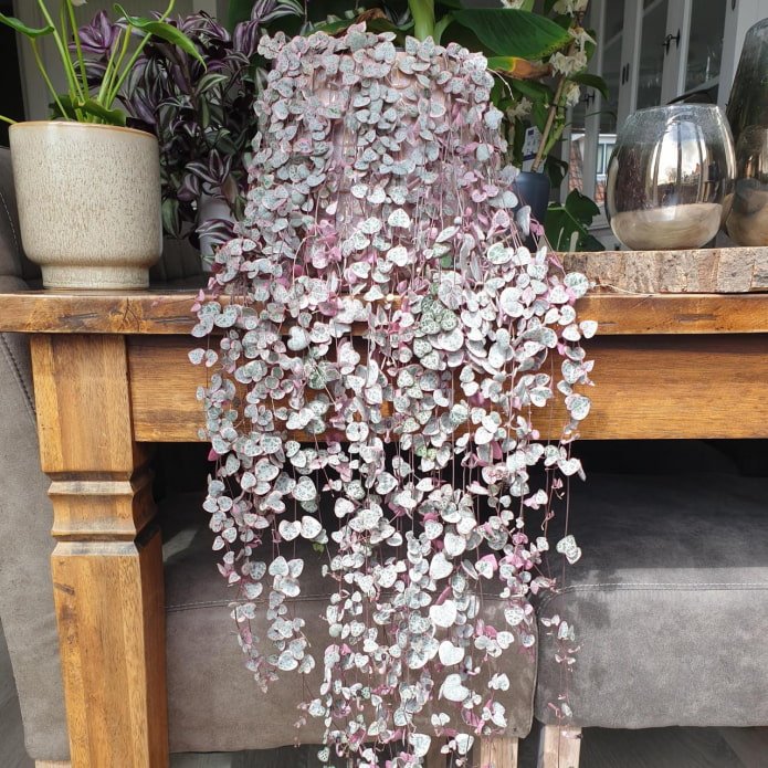 Pianta adulta di Ceropegia woodii