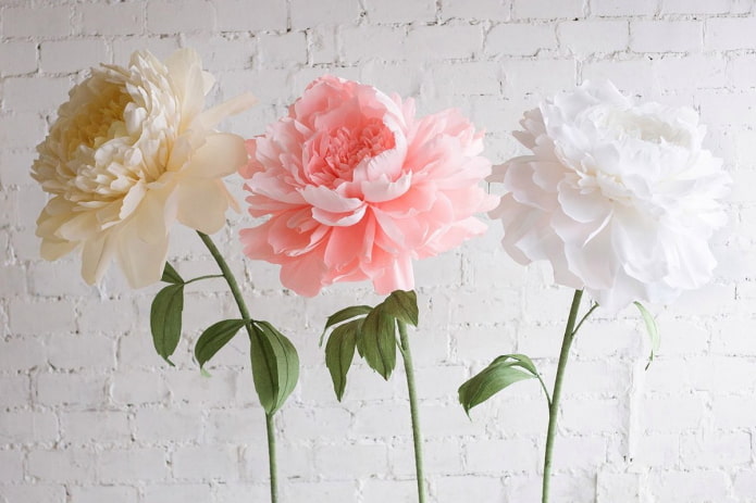 Peonie grandi