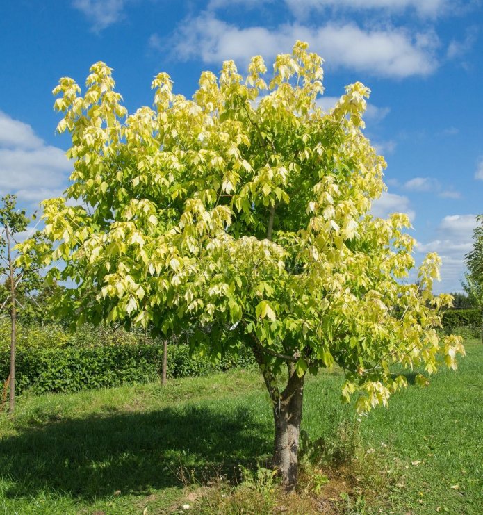 acero a foglie di frassino