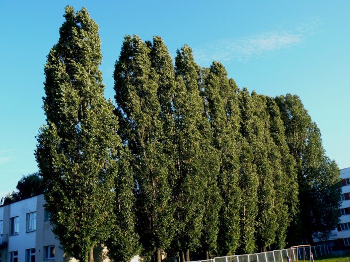 Pioppo colonnare