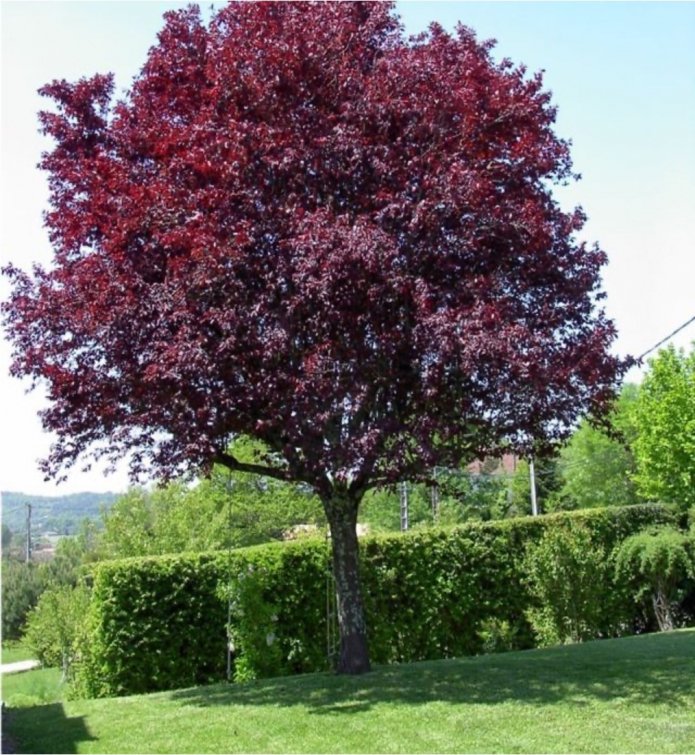 Ciliegio a foglie rosse