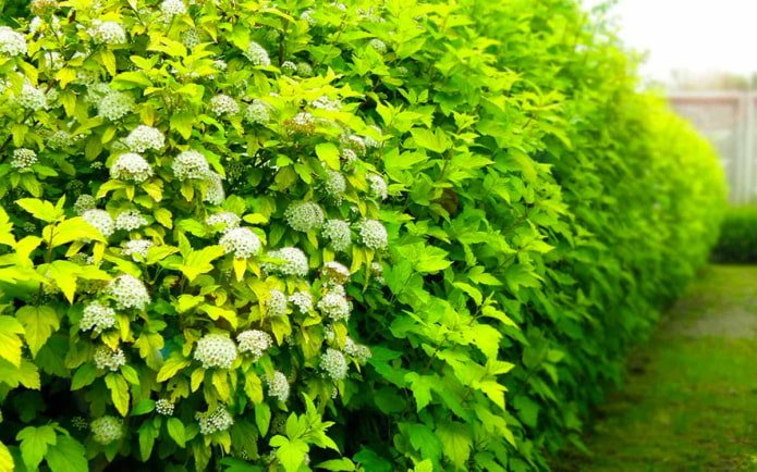 Senna vescicolare