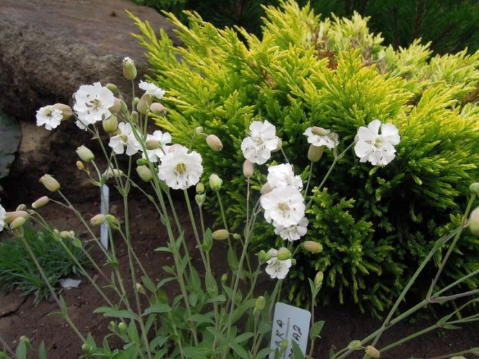 fiori di cammello
