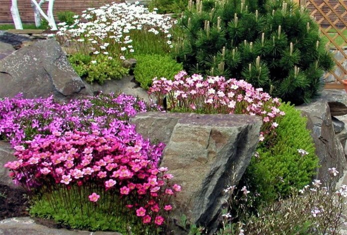 giardino roccioso con sassifraga