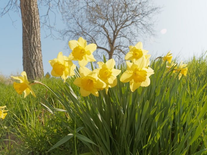 Narcisi