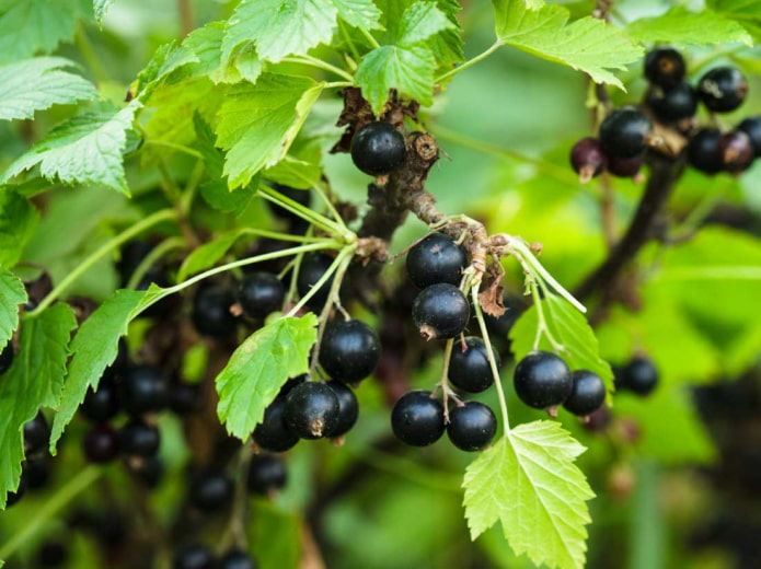 Ribes nero