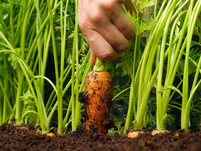 Carota