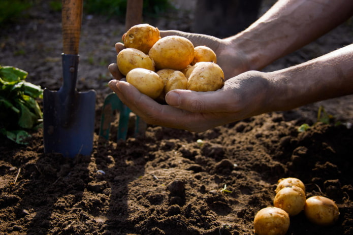 Patate novelle