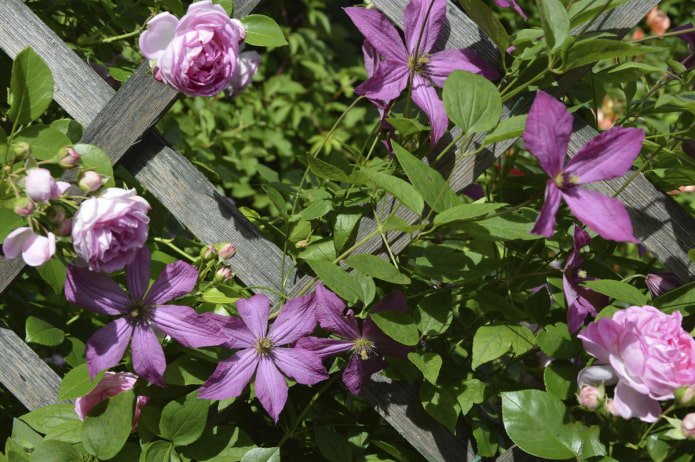 Clematis e Rose