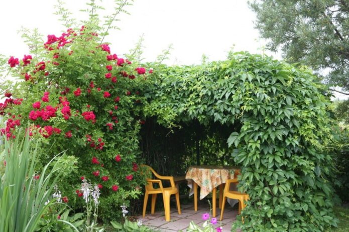 Rosa e uva