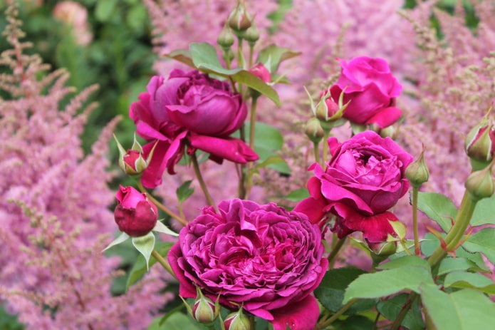 Rosa sullo sfondo dell'astilbe