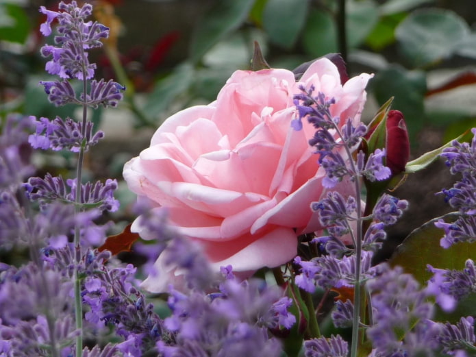 Rosa e lavanda