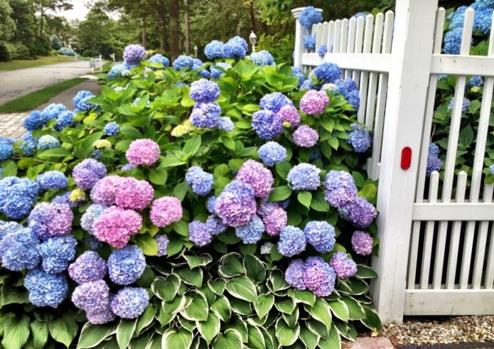 Hosta e ortensia