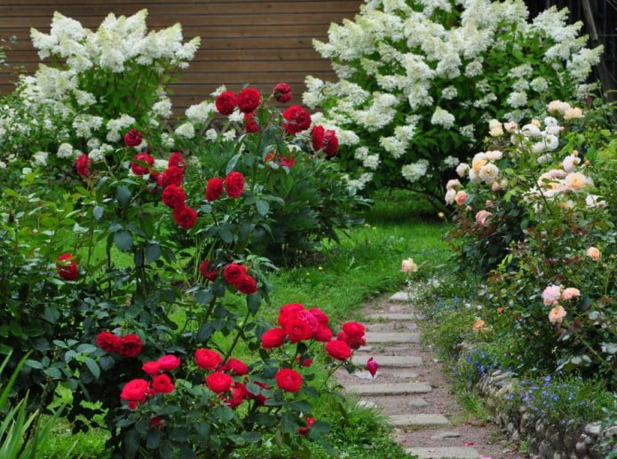 Rose e ortensie