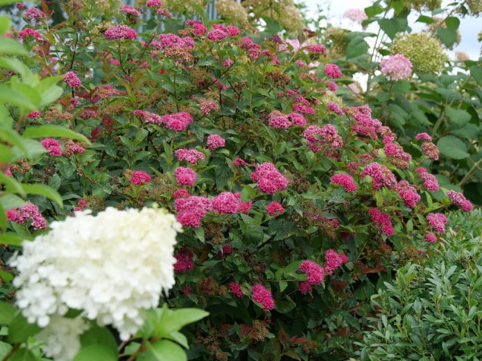 Spirea rosa