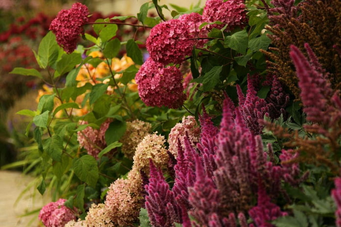 Astilbe e ortensia