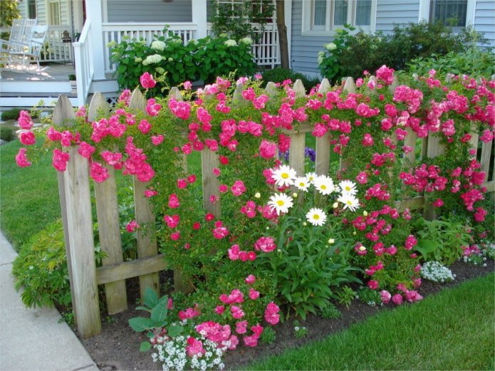 fiori vicino a una staccionata di legno