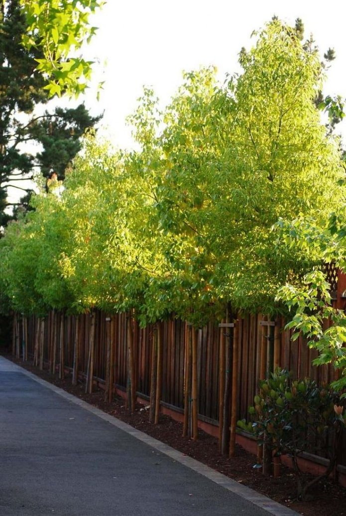 alberi sottili lungo il sito