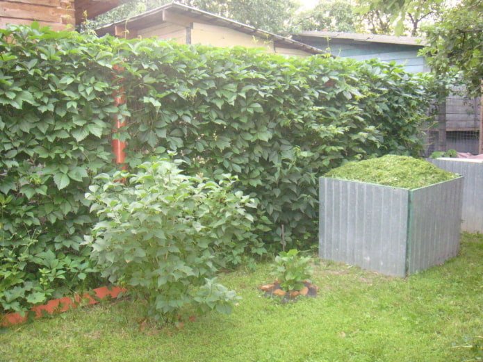 piante rampicanti in giardino