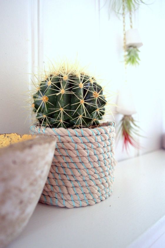 cactus in vaso