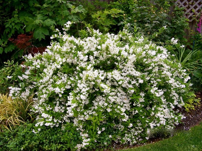 un cespuglio con fiori bianchi