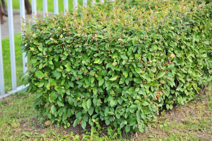 che aspetto ha il cotoneaster