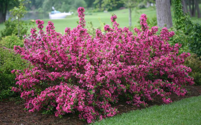 fioritura della Weigela rosa
