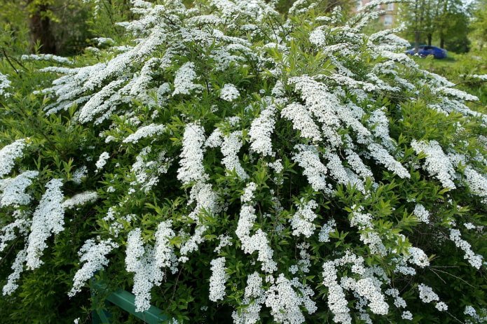 spirea bianca fiorita