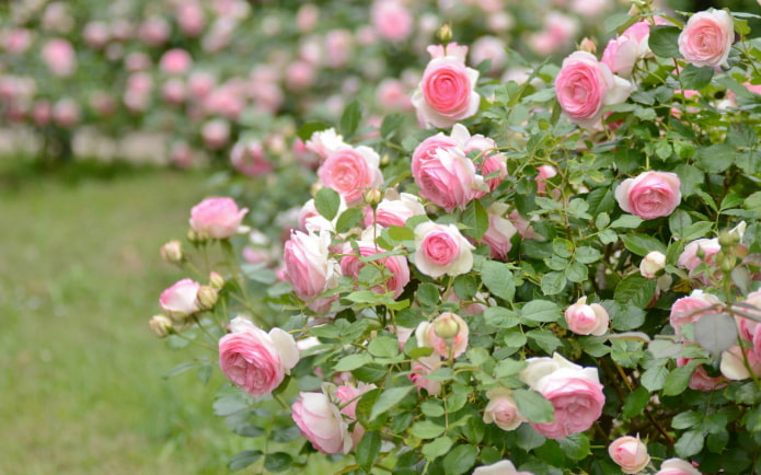 rosa a cespuglio in giardino
