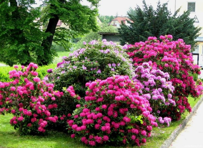 dove piantare un rododendro