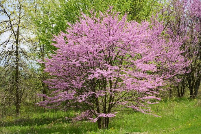 bellissimo arbusto fiorito